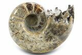 Polished, Chambered Ammonite (Argonauticeras) Fossil - Madagascar #312331-1